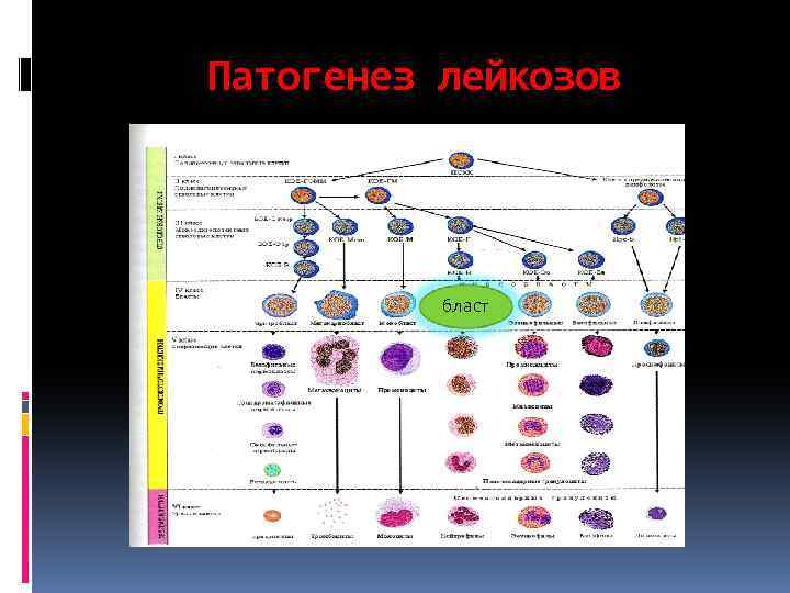 Патогенез лейкозов бласт 