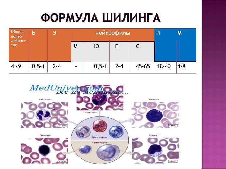 ФОРМУЛА ШИЛИНГА Общее колво лейкоци тов Б 4 -9 0, 5 -1 Э нейтрофилы