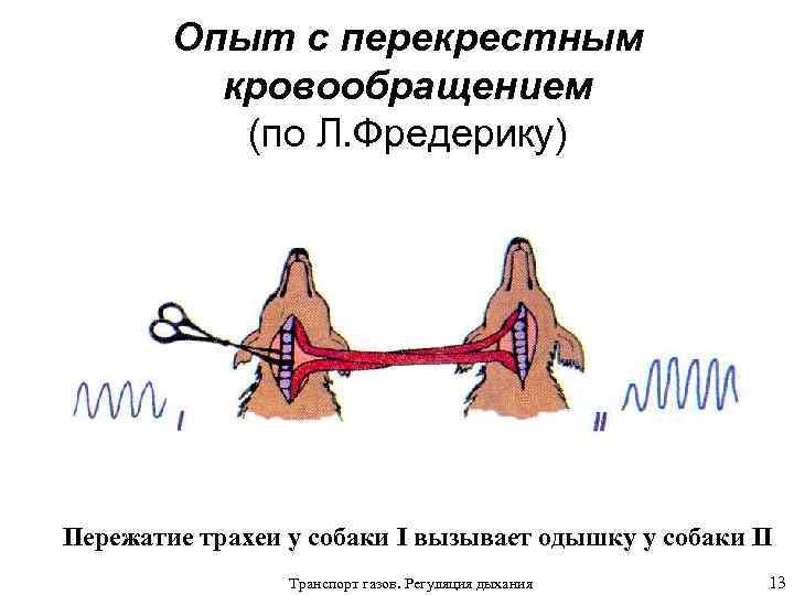 Опыт с перекрестным кровообращением (по Л. Фредерику) Пережатие трахеи у собаки I вызывает одышку