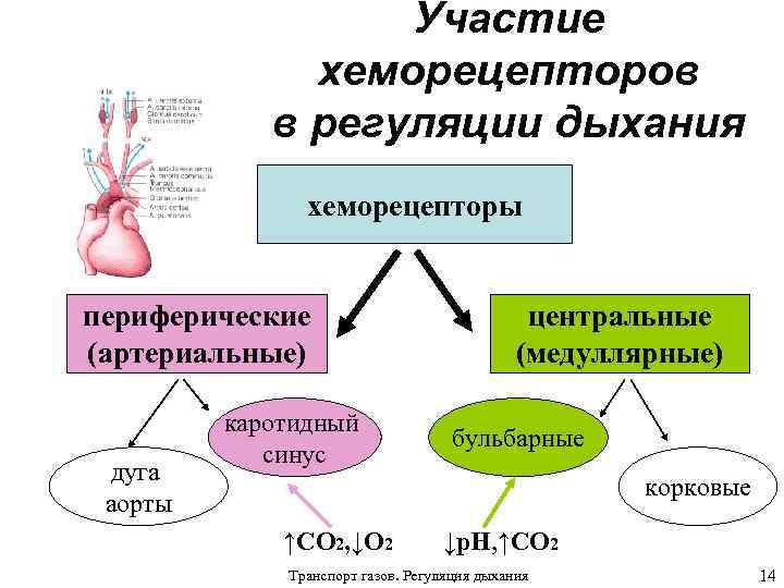 Как осуществляется регуляция дыхания