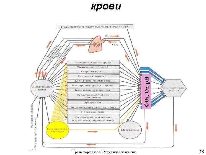 СО 2, p. H крови Транспорт газов. Регуляция дыхания 18 