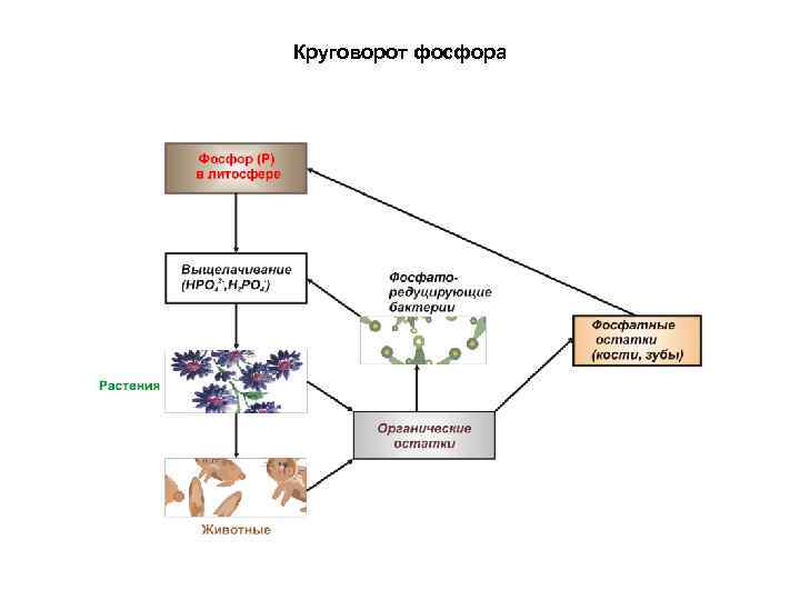 Круговорот фосфора в природе схема и описание