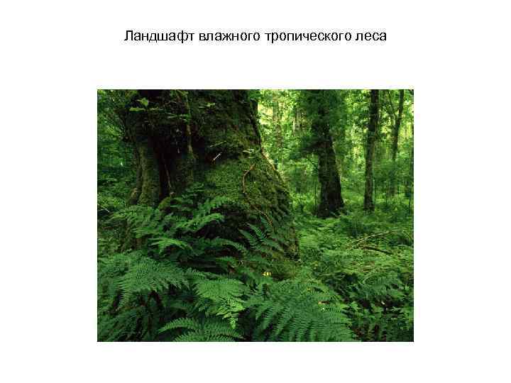 Ландшафт влажного тропического леса 