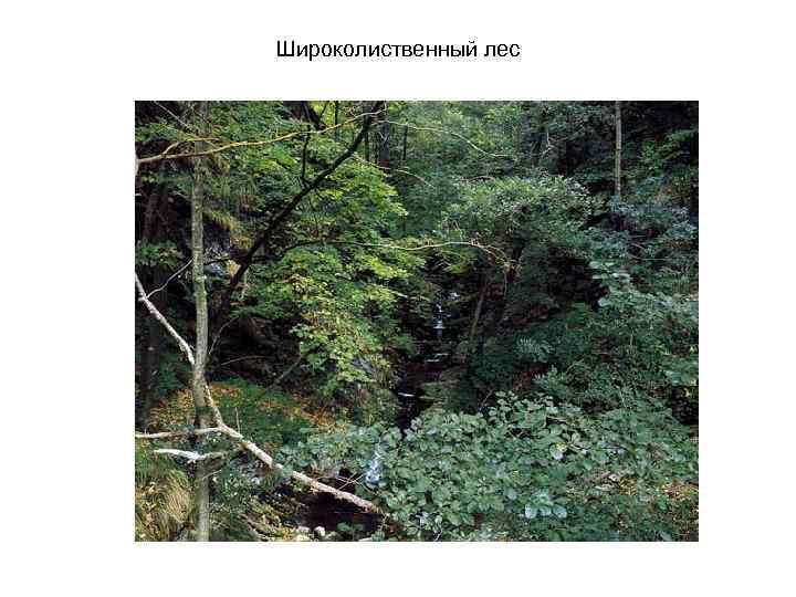 Широколиственный лес 