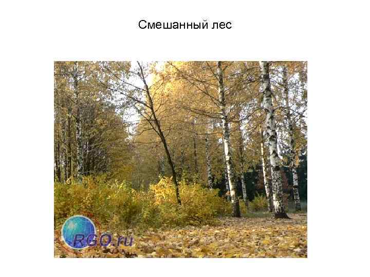 Смешанный лес 