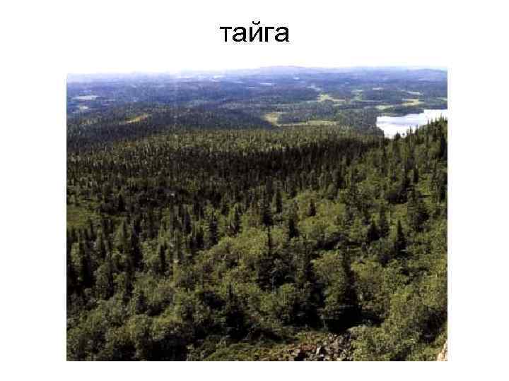 тайга 