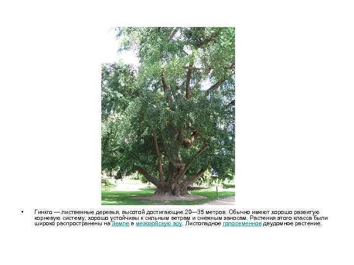  • Гинкго — лиственные деревья, высотой достигающие 20— 35 метров. Обычно имеют хорошо