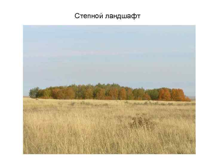 Степной ландшафт 