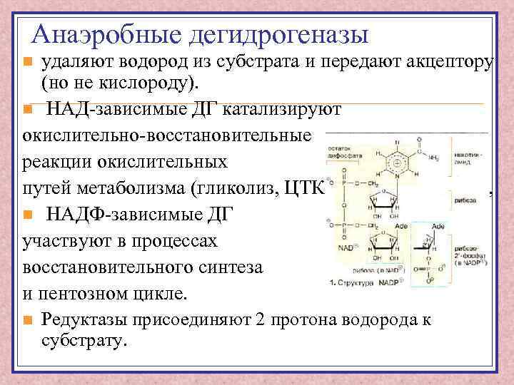 Над зависимые ферменты