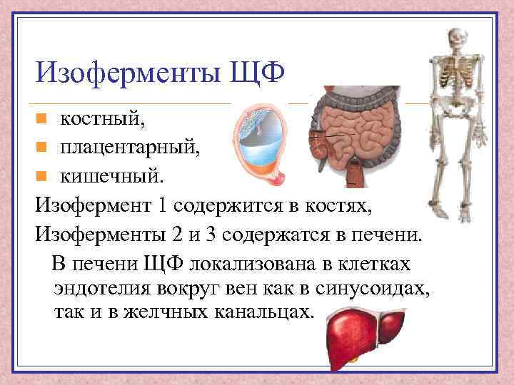 Изоферменты ЩФ костный, n плацентарный, n кишечный. Изофермент 1 содержится в костях, Изоферменты 2