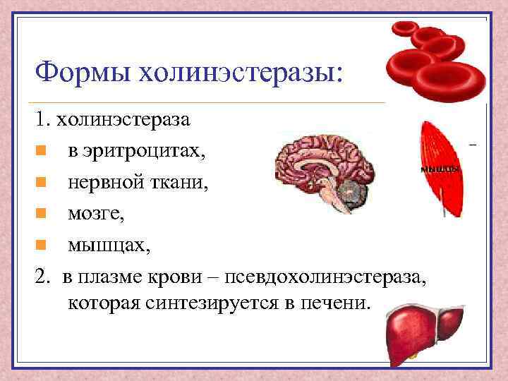 Формы холинэстеразы: 1. холинэстераза n в эритроцитах, n нервной ткани, n мозге, n мышцах,