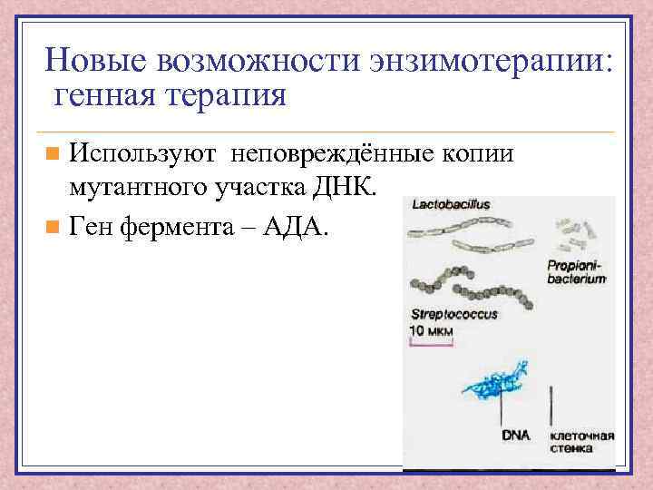 Новые возможности энзимотерапии: генная терапия Используют неповреждённые копии мутантного участка ДНК. n Ген фермента