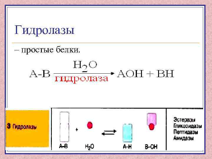 Гидролазы – простые белки. 