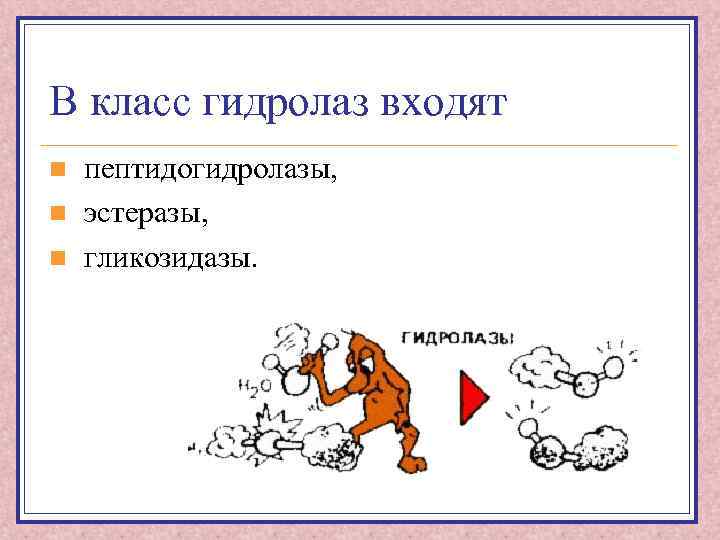 В класс гидролаз входят n n n пептидогидролазы, эстеразы, гликозидазы. 