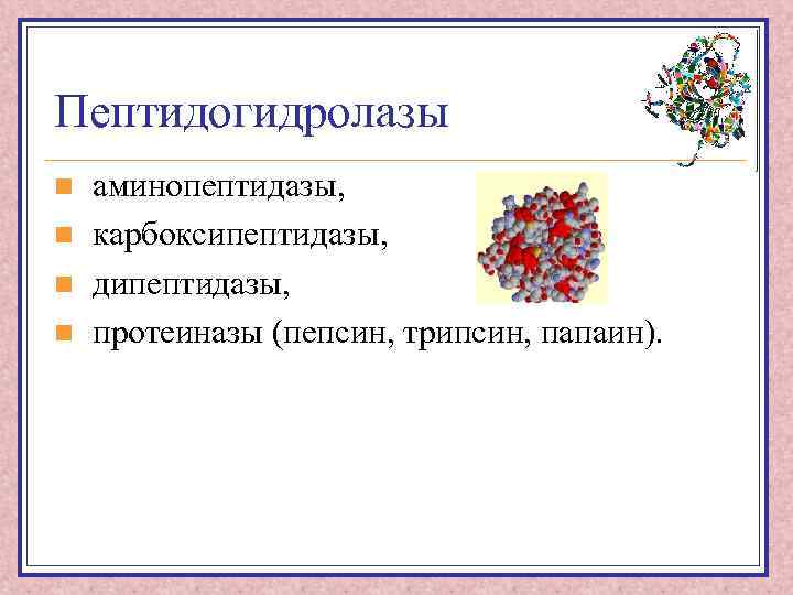 Пептидогидролазы n n аминопептидазы, карбоксипептидазы, дипептидазы, протеиназы (пепсин, трипсин, папаин). 