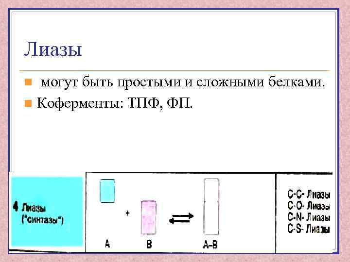 Лиазы могут быть простыми и сложными белками. n Коферменты: ТПФ, ФП. n 