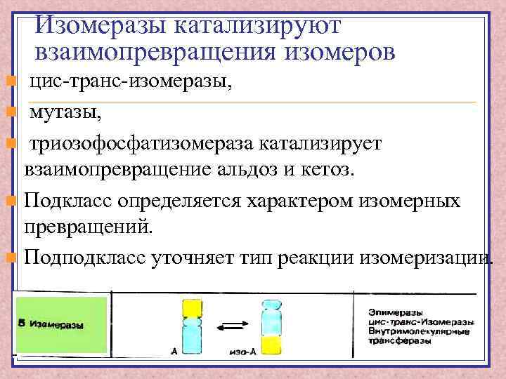 Изомеразы катализируют взаимопревращения изомеров цис-транс-изомеразы, n мутазы, n триозофосфатизомераза катализирует взаимопревращение альдоз и кетоз.