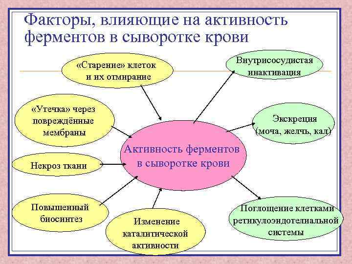 Факторы, влияющие на активность ферментов в сыворотке крови «Старение» клеток и их отмирание Внутрисосудистая