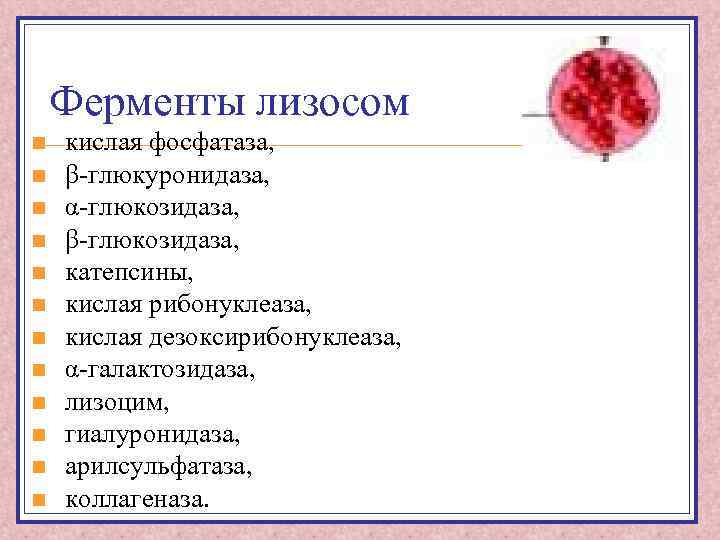 Ферменты лизосом n n n кислая фосфатаза, β-глюкуронидаза, α-глюкозидаза, β-глюкозидаза, катепсины, кислая рибонуклеаза, кислая