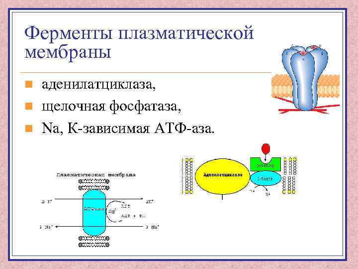 Ферменты плазматической мембраны n n n аденилатциклаза, щелочная фосфатаза, Na, К-зависимая АТФ-аза. 