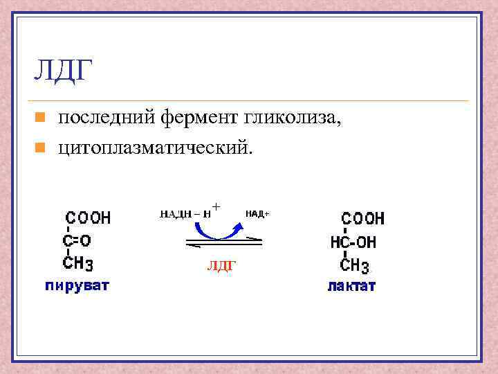 ЛДГ n n последний фермент гликолиза, цитоплазматический. + ЛДГ 