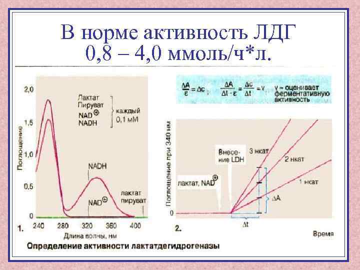 В норме активность ЛДГ 0, 8 – 4, 0 ммоль/ч*л. 