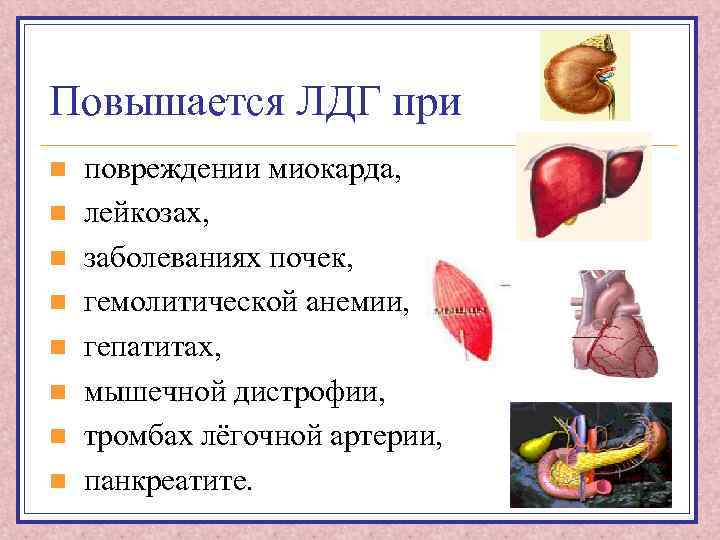 Повышается ЛДГ при n n n n повреждении миокарда, лейкозах, заболеваниях почек, гемолитической анемии,