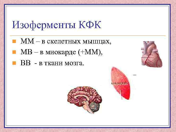 Изоферменты КФК n n n ММ – в скелетных мышцах, МВ – в миокарде