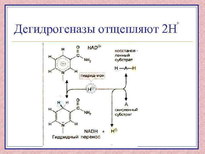 + Дегидрогеназы отщепляют 2 Н 
