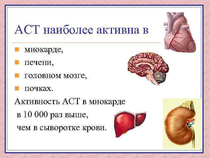 АСТ наиболее активна в миокарде, n печени, n головном мозге, n почках. Активность АСТ
