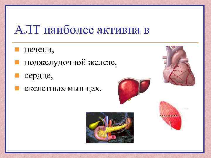 АЛТ наиболее активна в n n печени, поджелудочной железе, сердце, скелетных мышцах. 