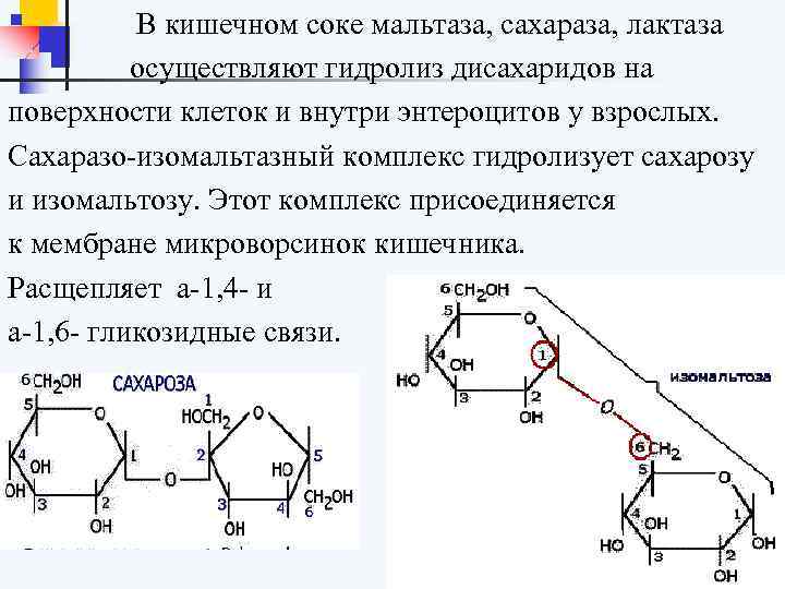 Ферменты дисахариды. Фермент сахараза биохимия. Сахаразо-изомальтазный комплекс реакции. Расщепление дисахаридов схема мальтаза сахараза. Амилаза мальтаза лактаза.