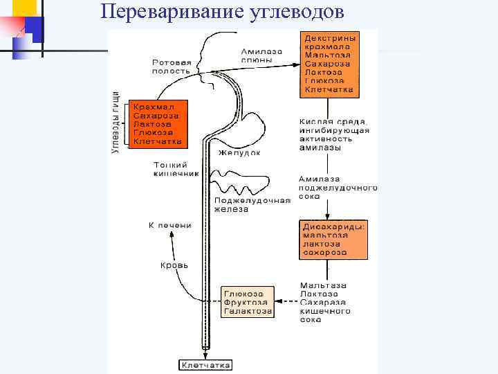 Переваривание углеводов 