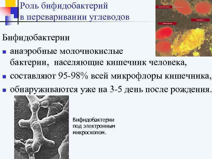  Роль бифидобактерий в переваривании углеводов Бифидобактерии n анаэробные молочнокислые бактерии, населяющие кишечник человека,