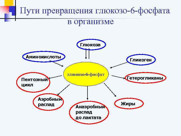 Пути превращения глюкозо-6 -фосфата в организме Глюкоза Аминокислоты Гликоген глюкозо-6 -фосфат Пентозный Гетерогликаны цикл