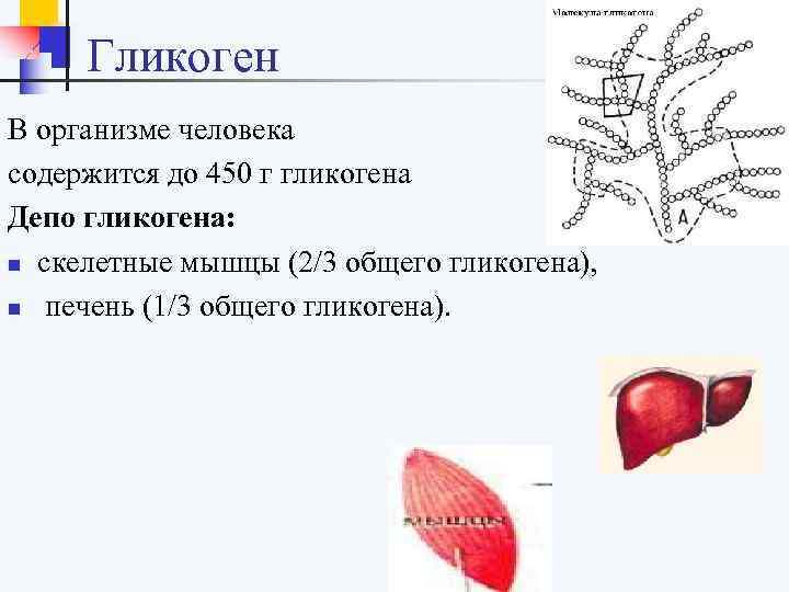  Гликоген В организме человека содержится до 450 г гликогена Депо гликогена: n скелетные