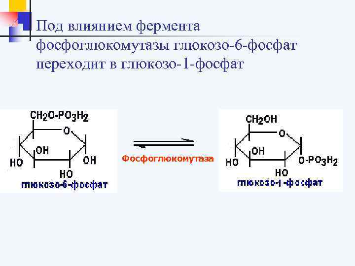 Под влиянием фермента фосфоглюкомутазы глюкозо-6 -фосфат переходит в глюкозо-1 -фосфат Фосфоглюкомутаза 