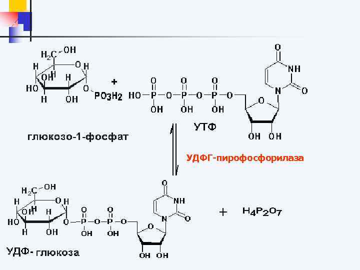 УДФГ-пирофосфорилаза 