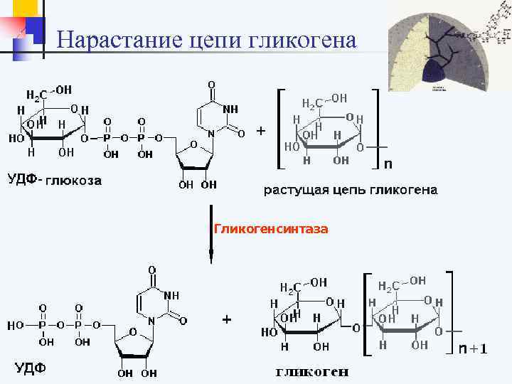 Нарастание цепи гликогена Гликогенсинтаза 