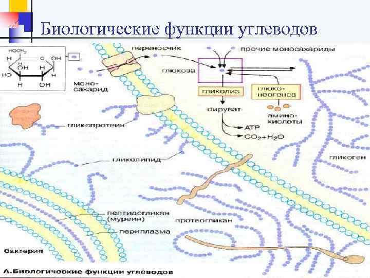 Биологические функции углеводов 