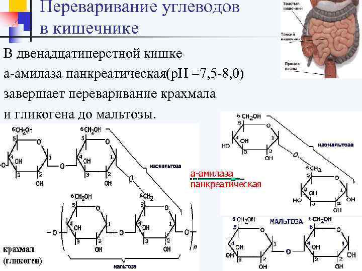  Переваривание углеводов в кишечнике В двенадцатиперстной кишке а-амилаза панкреатическая(р. Н =7, 5 -8,