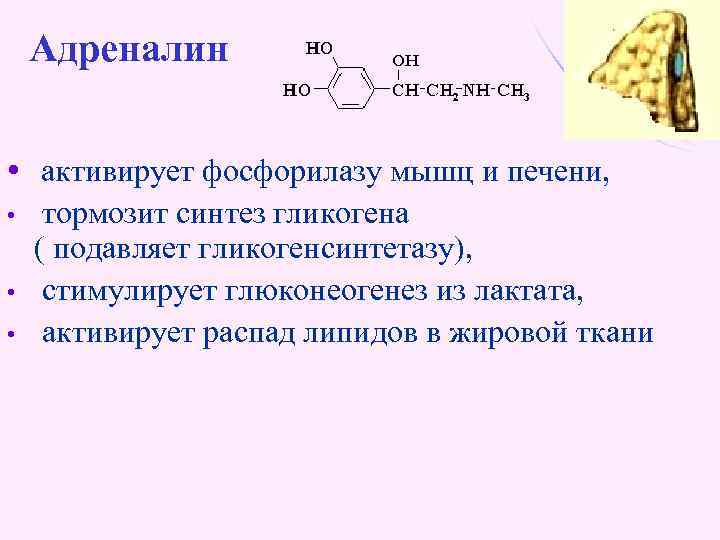 Адреналин • активирует фосфорилазу мышц и печени, • • • тормозит синтез гликогена (