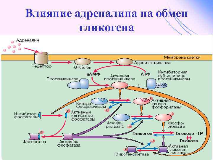 Схема действия адреналина на жировую клетку