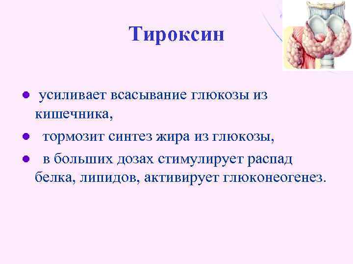 Тироксин усиливает всасывание глюкозы из кишечника, l тормозит синтез жира из глюкозы, l в