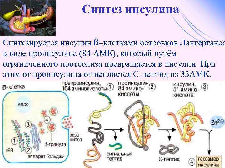 Синтез инсулина Синтезируется инсулин ß–клетками островков Лангерганса в виде проинсулина (84 АМК), который путём