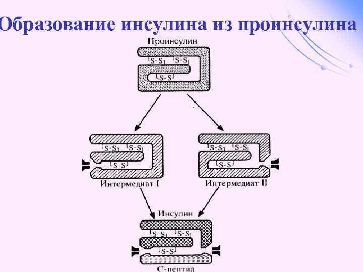 Образование инсулина из проинсулина 