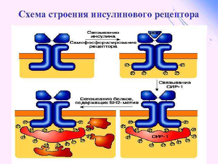 Схема строения инсулинового рецептора 