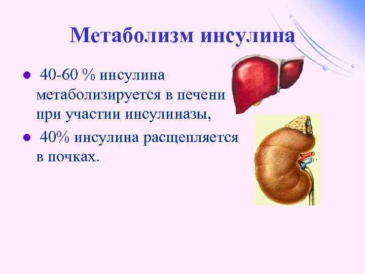 Метаболизм инсулина 40 -60 % инсулина метаболизируется в печени при участии инсулиназы, l 40%