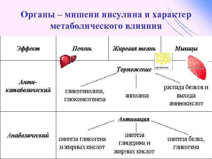 Органы – мишени инсулина и характер метаболического влияния 