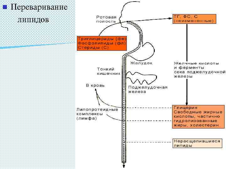 n Переваривание липидов 